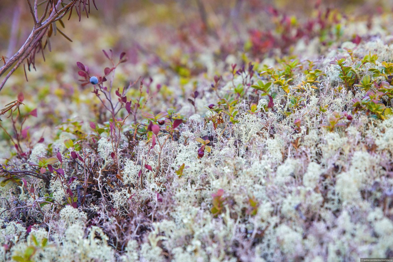 Ягель Олений мох