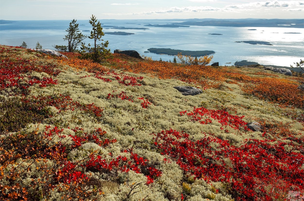 Земля Франца-Иосифа растительный мир