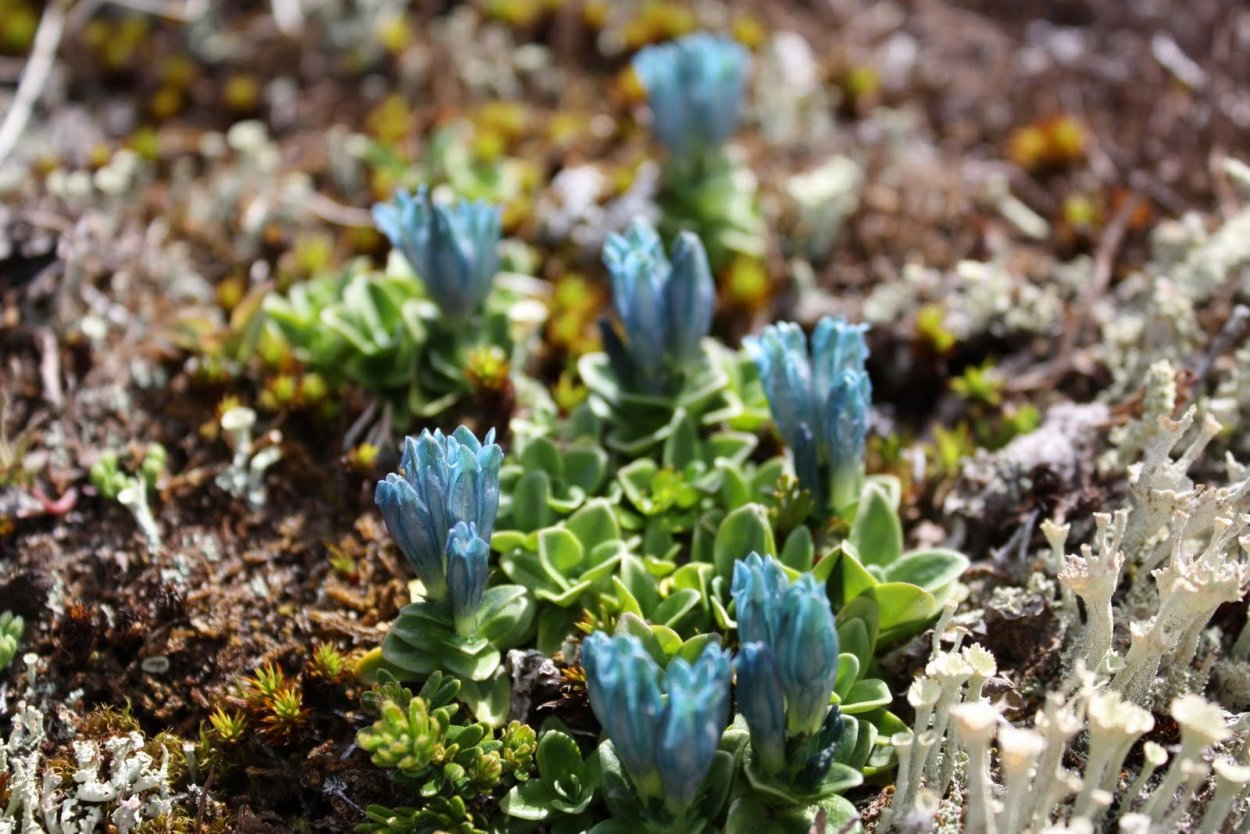 Растения тундры ягель