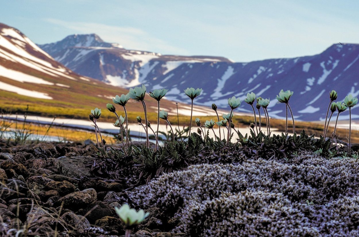 Растения тундры ягель