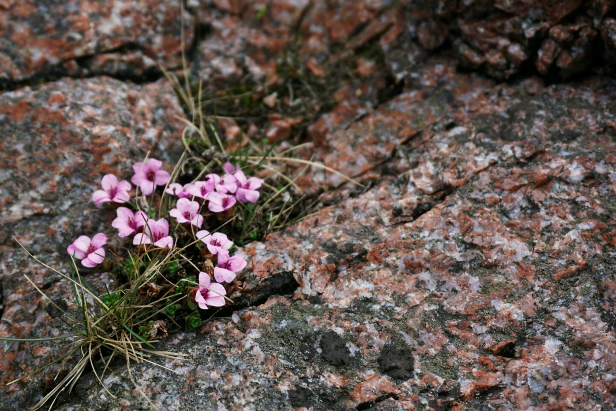Цветы севера Кольского полуострова