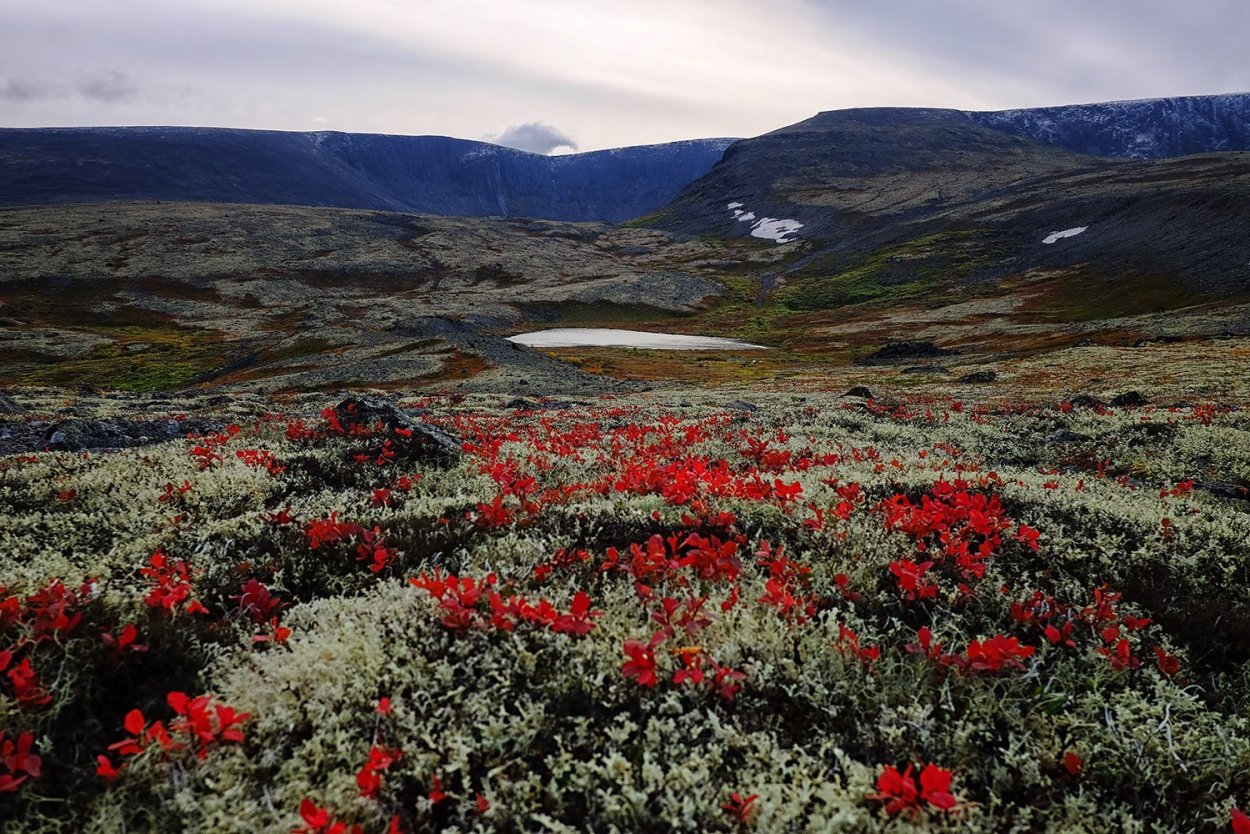 Флора тундры