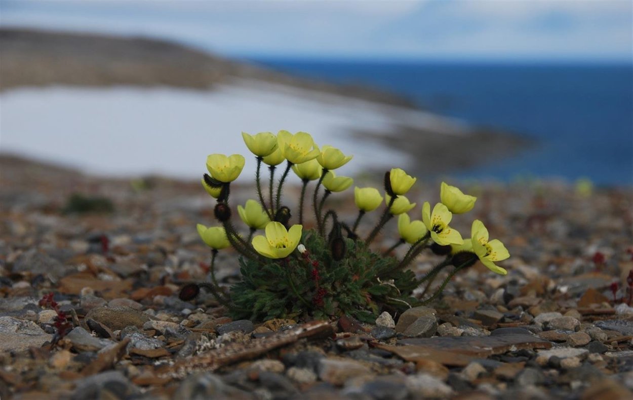 Камнеломка Арктическая