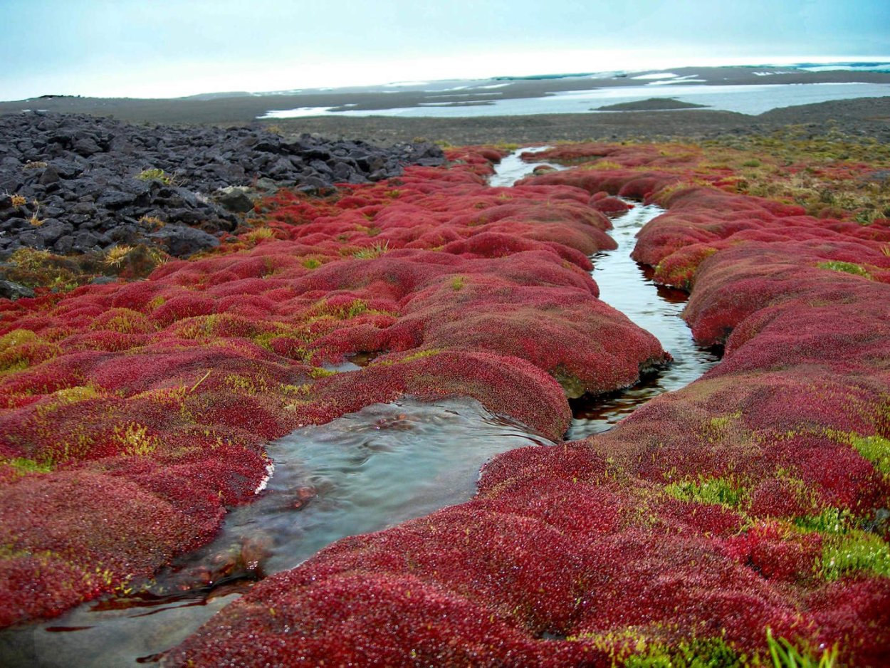 Растительность арктических пустынь в России
