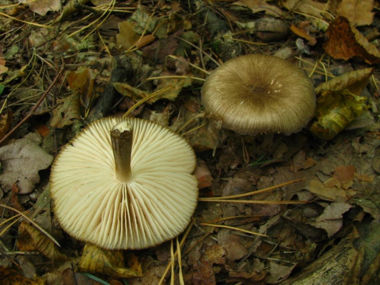 Megacollybia platyphylla