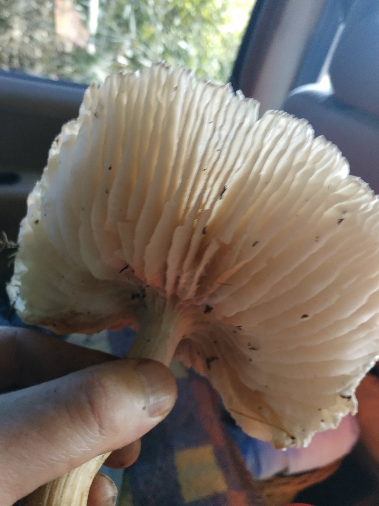 Грибы Коллибия широкопластинчатая