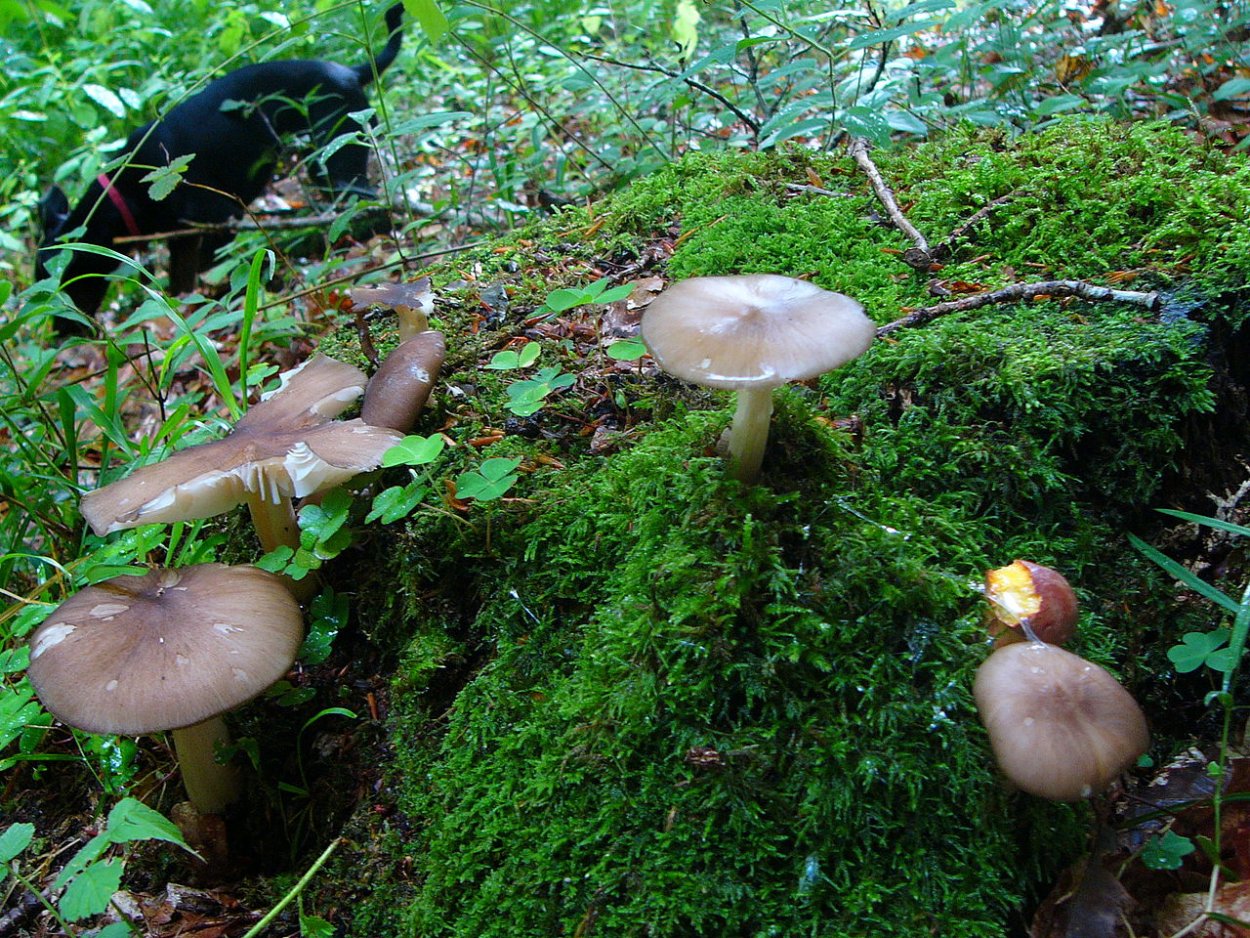 Грибы Коллибия широкопластинчатая