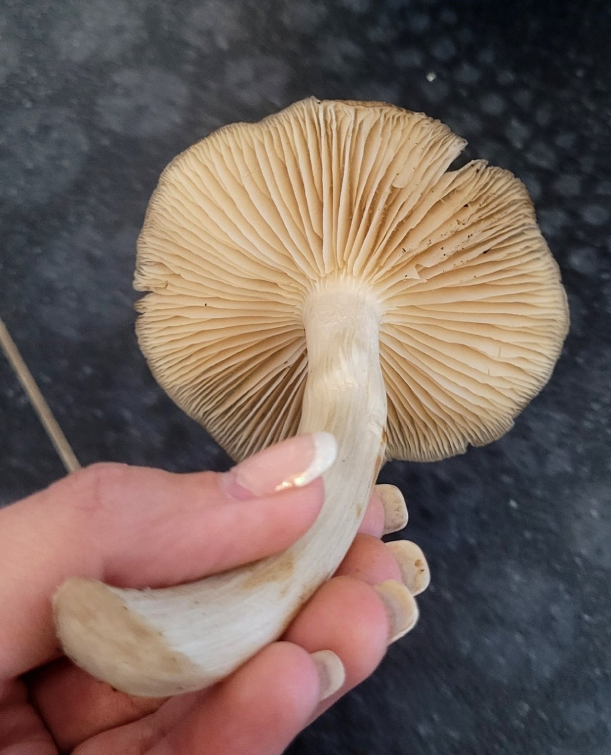 Мегаколлибия широкопластинчатая