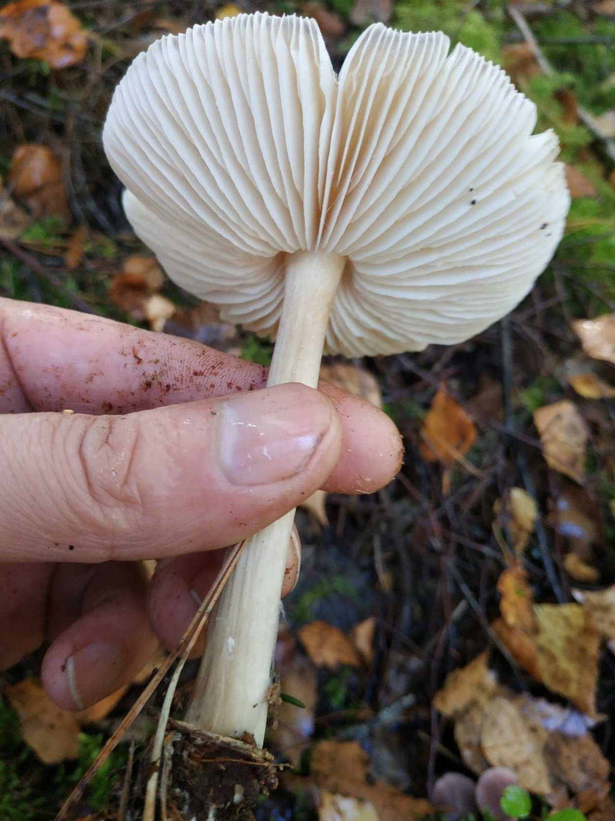 Грибы Коллибия широкопластинчатая