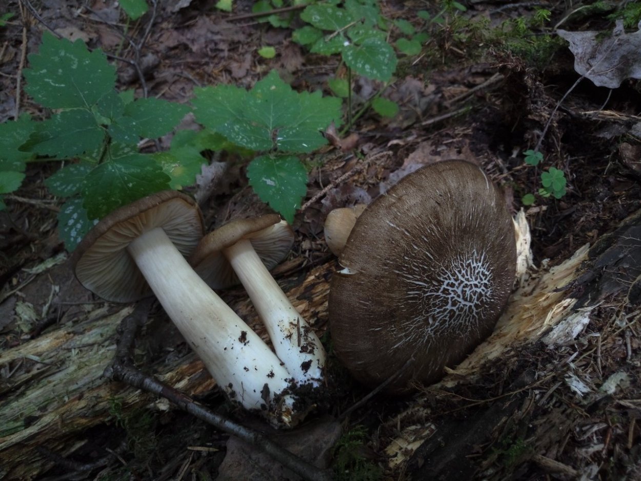 Грибы Коллибия широкопластинчатая