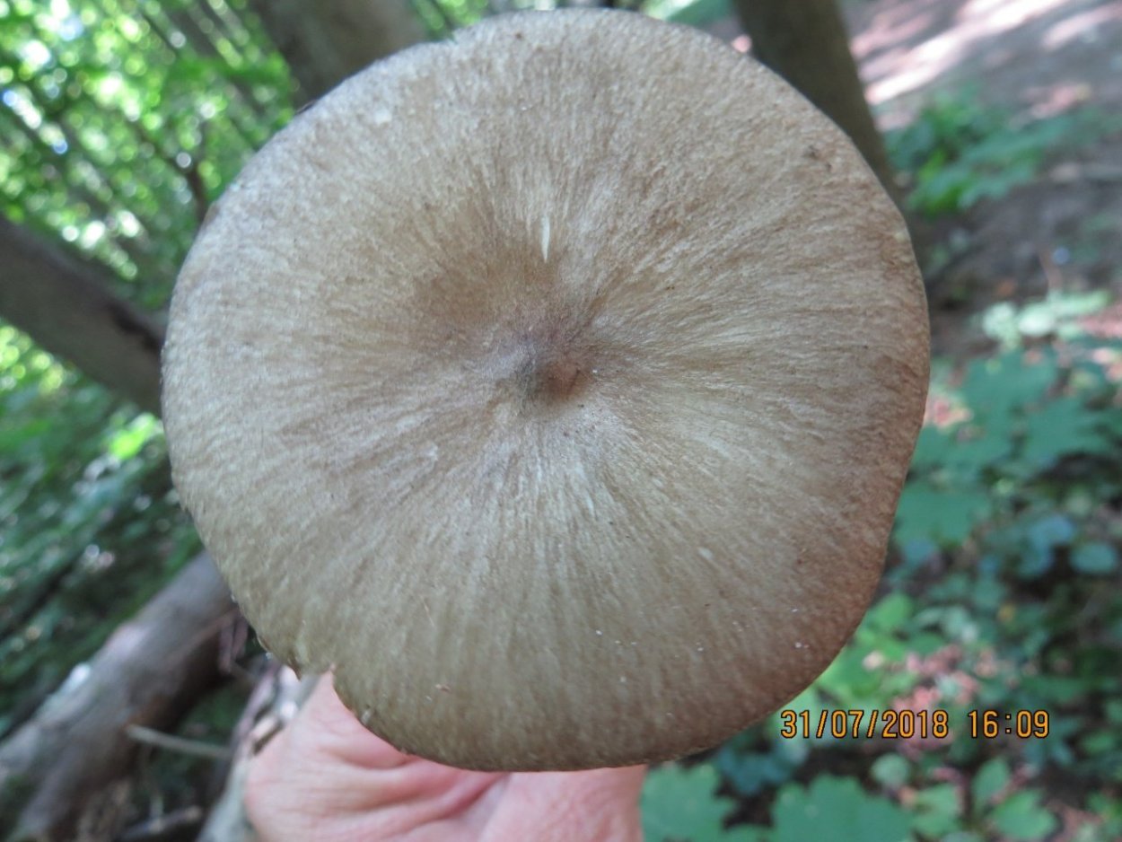 Коллибия широкопластинчатая