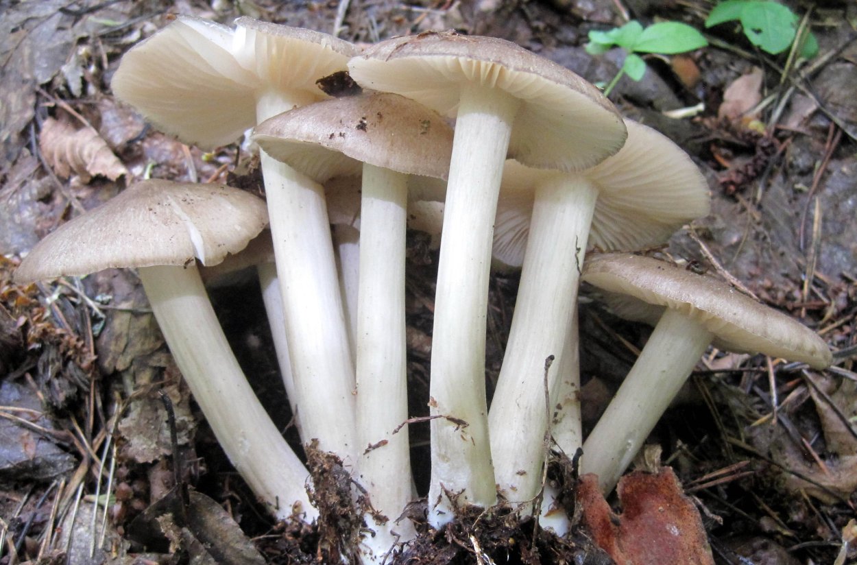 Грибы Коллибия широкопластинчатая