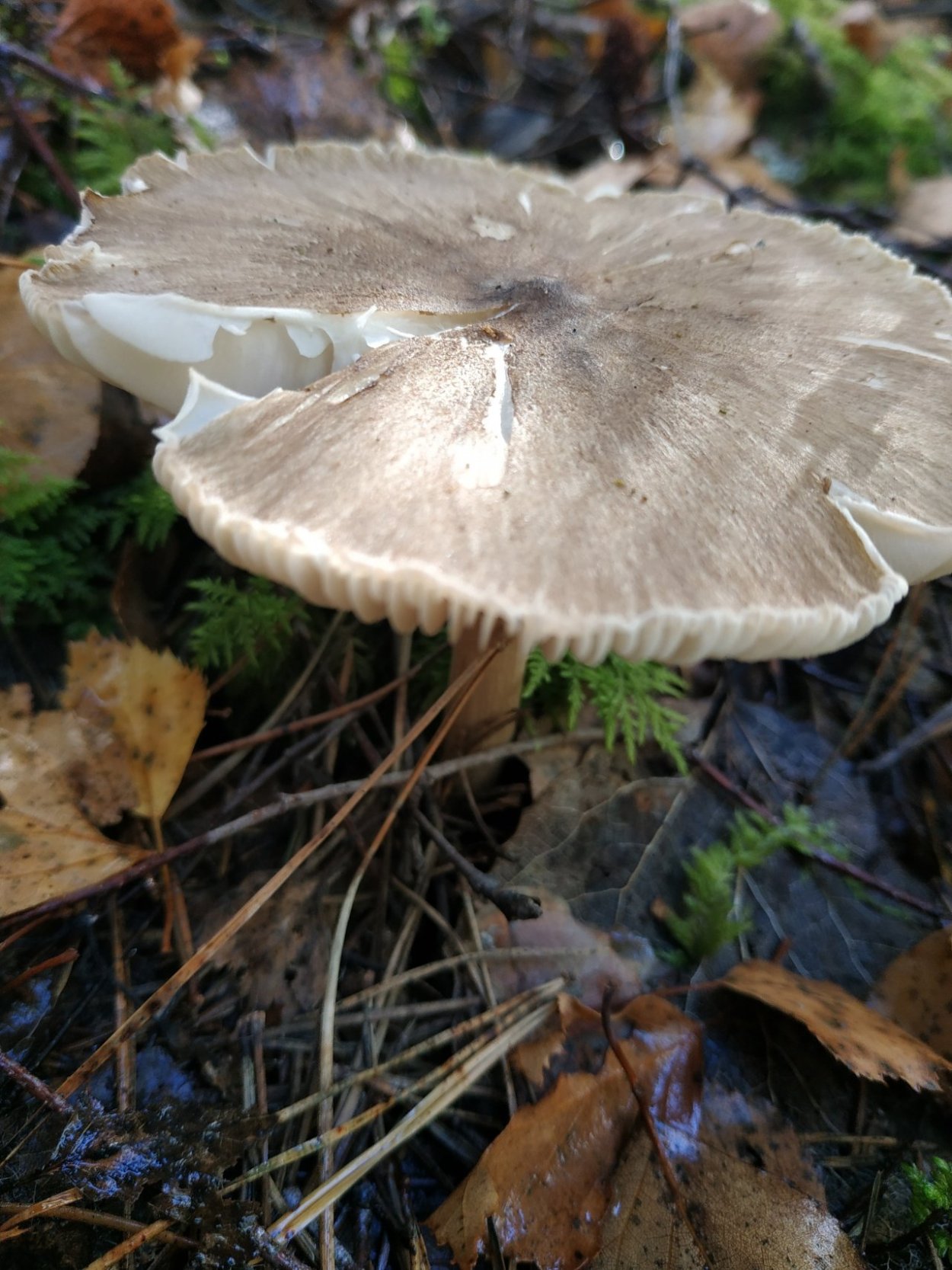 Удемансиелла широкопластинчатая