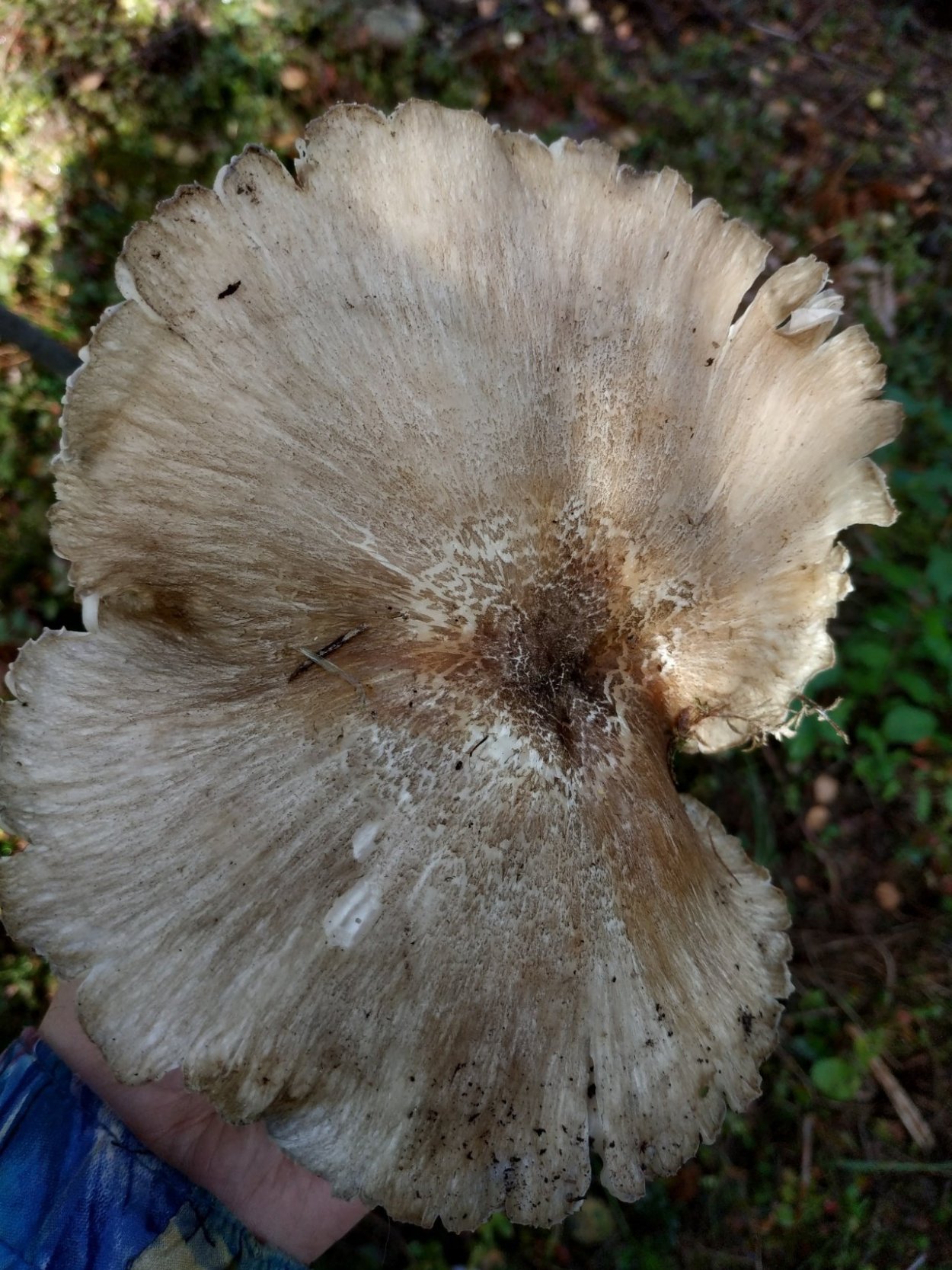 Коллибия широкопластинчатая