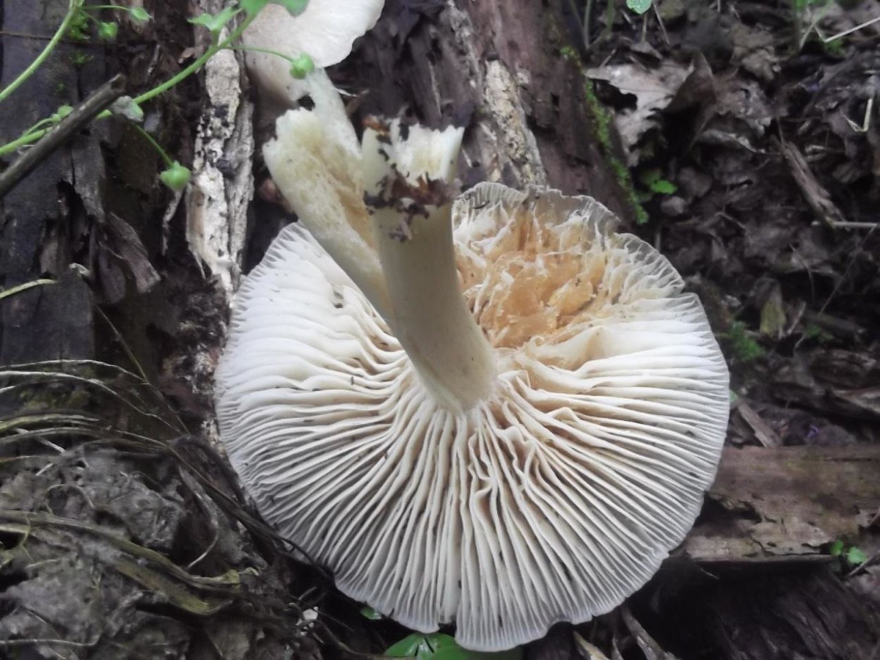 Грибы Коллибия широкопластинчатая