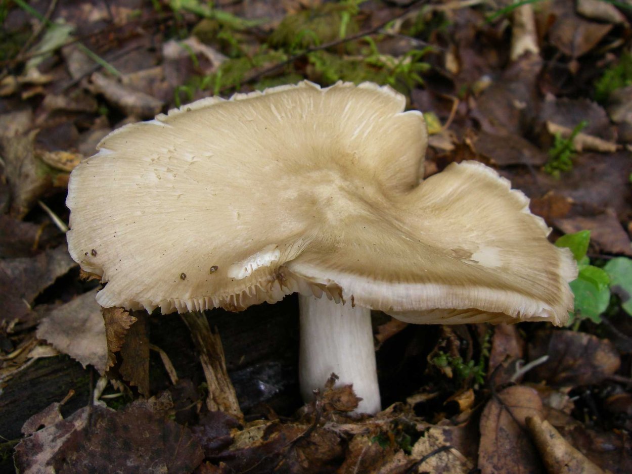 Грибы Коллибия широкопластинчатая