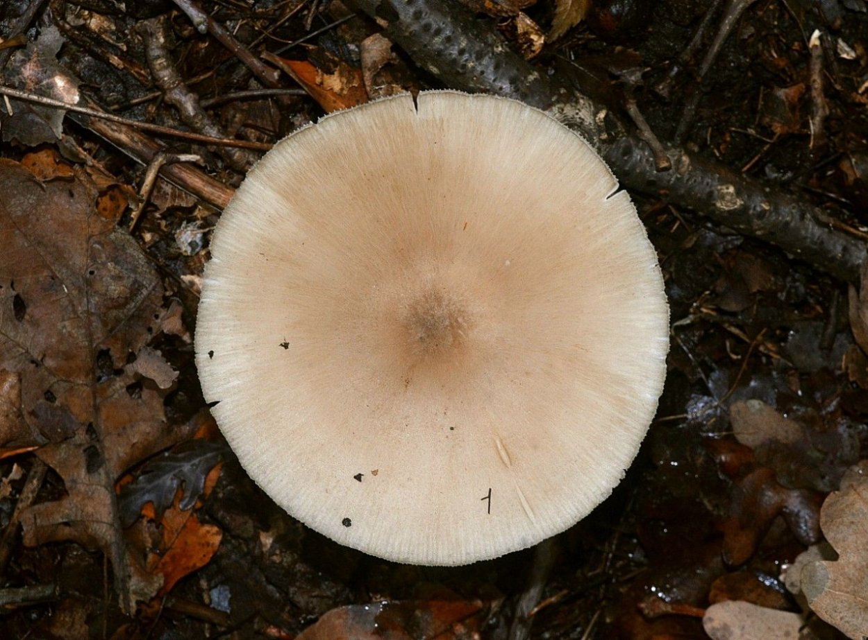 Гриб рода Collybia сапротроф