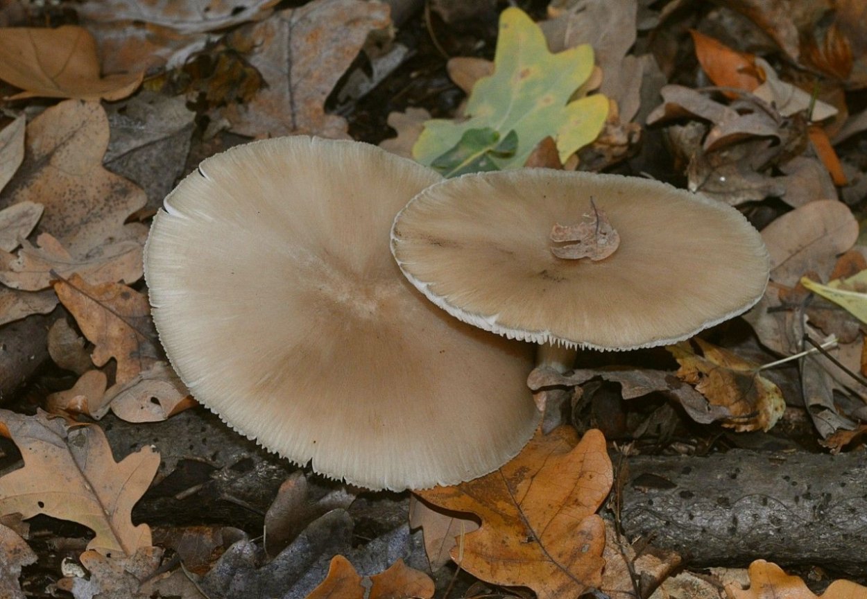 Гриб с волокнистой шляпкой