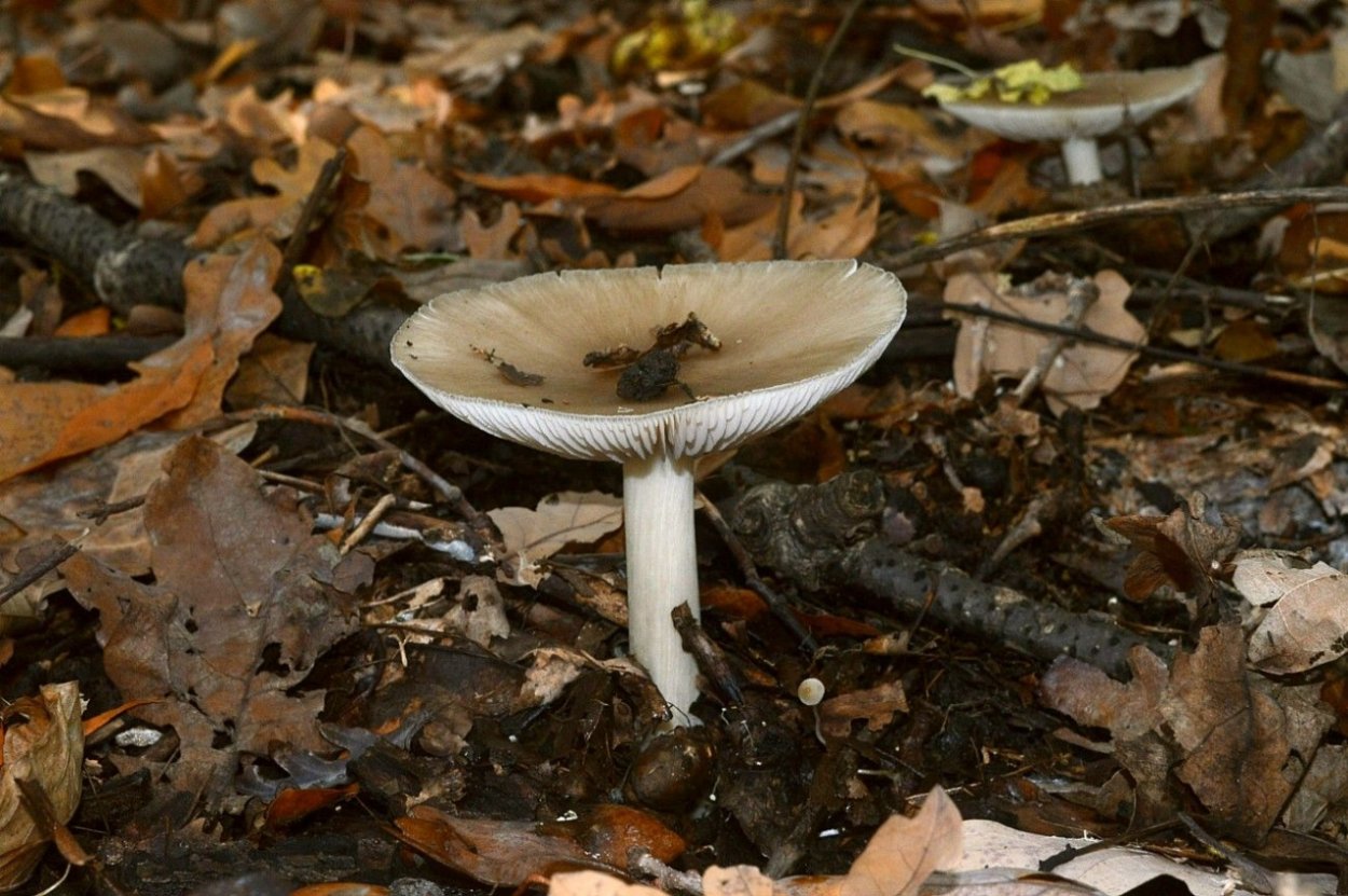 Мегаколлибия гриб