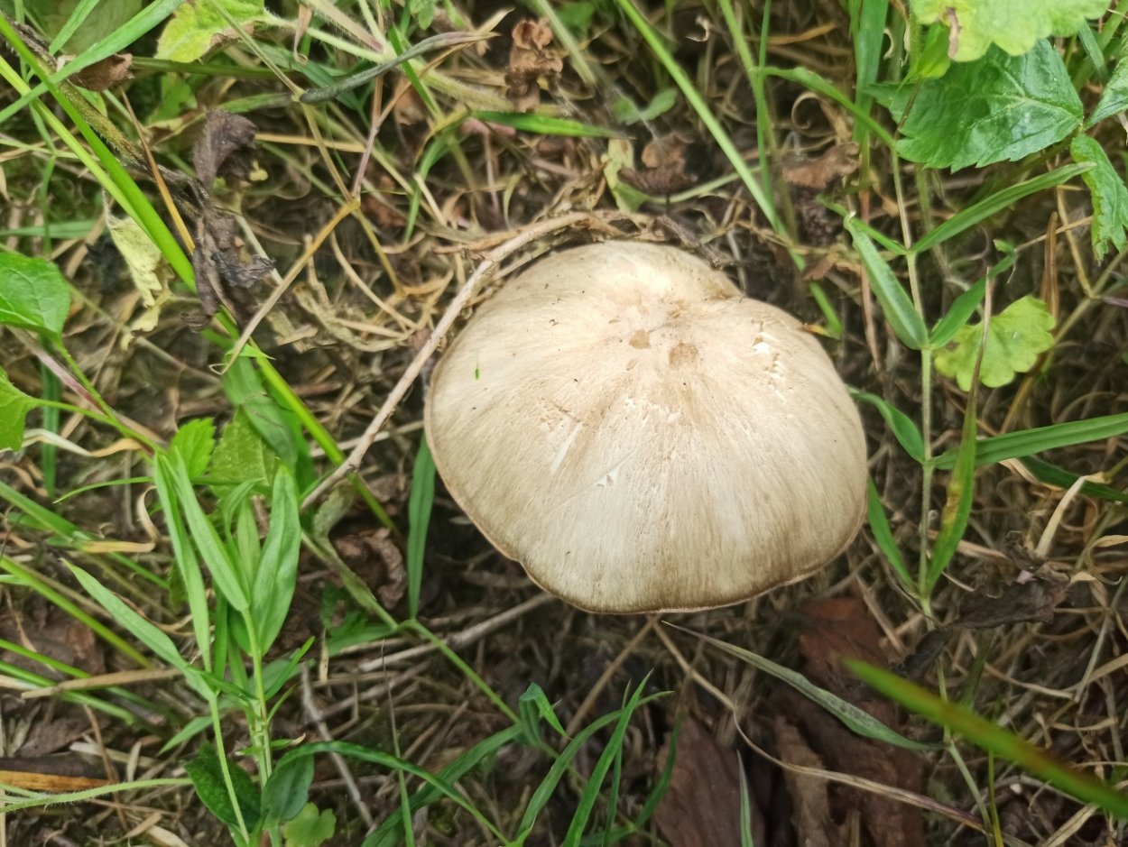 Коллибия веретеноногая Gymnopus fusipes