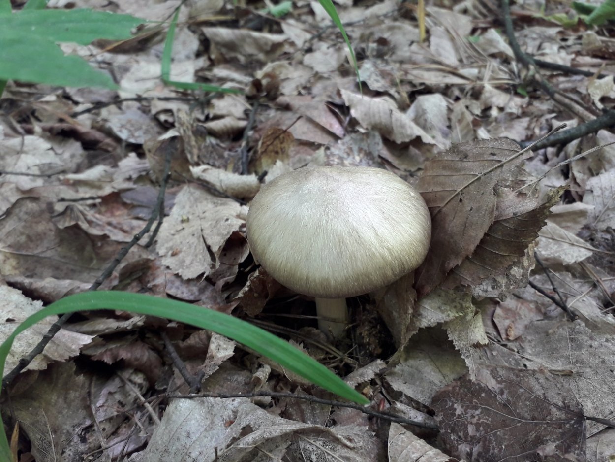 Денежка широкопластинчатая