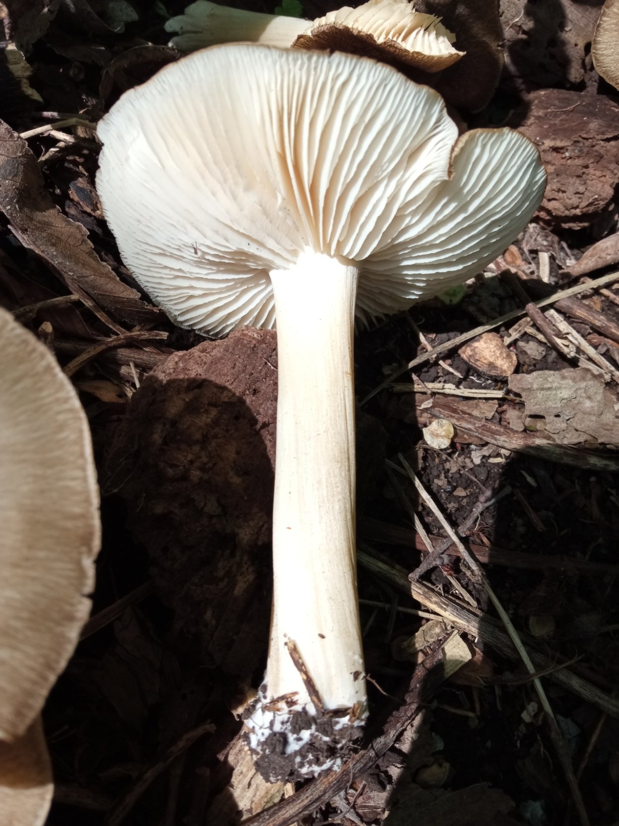 Грибы Коллибия широкопластинчатая