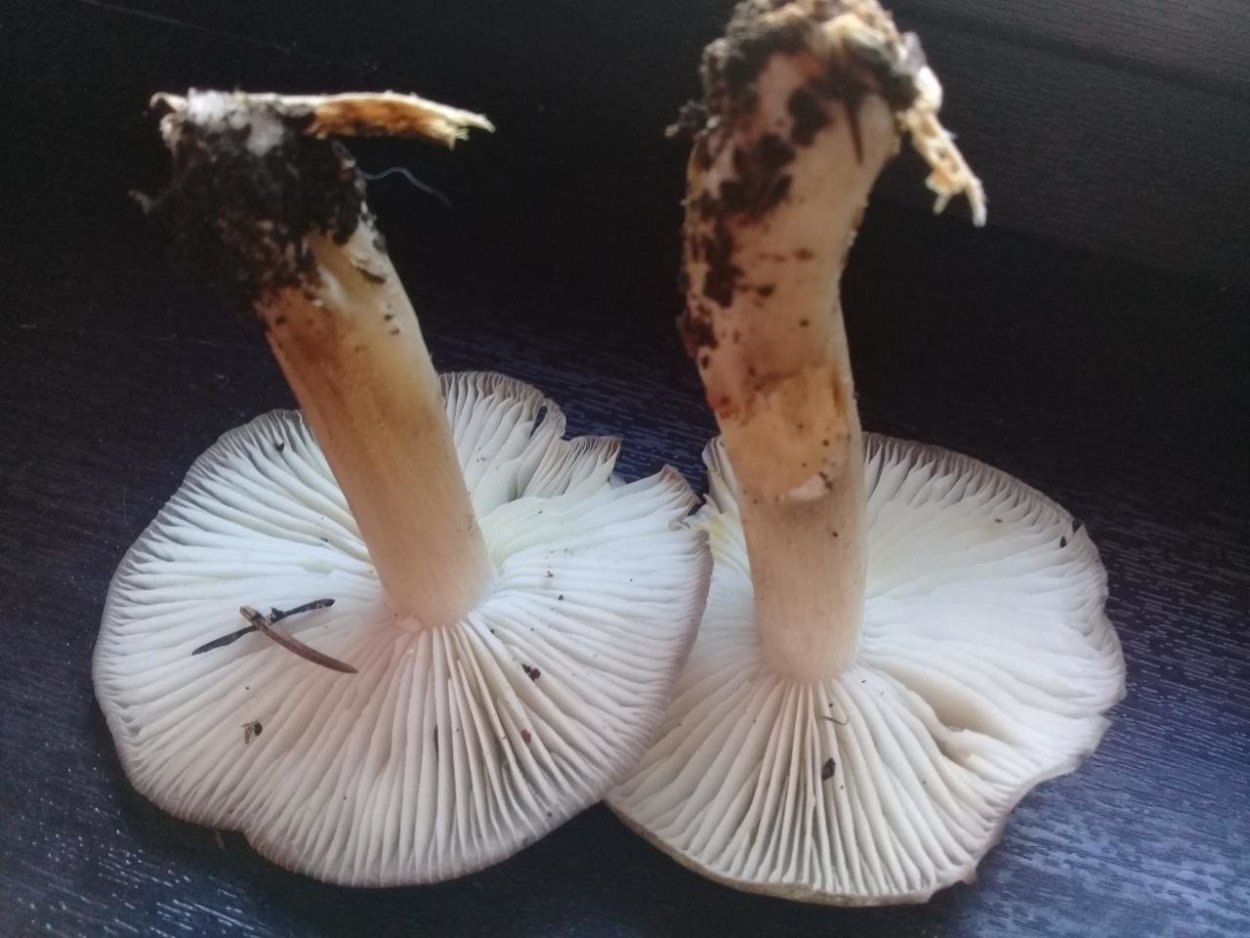 Коллибия широкопластинчатая