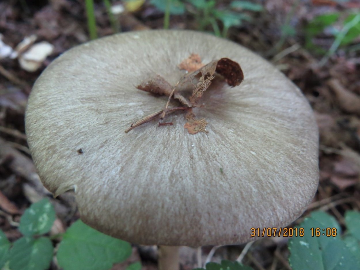 Коллибия лесолюбивая гриб