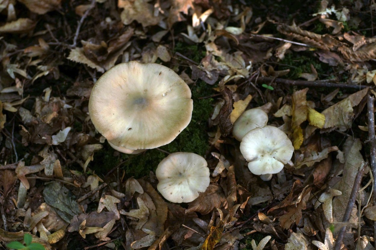 Грибы Коллибия широкопластинчатая