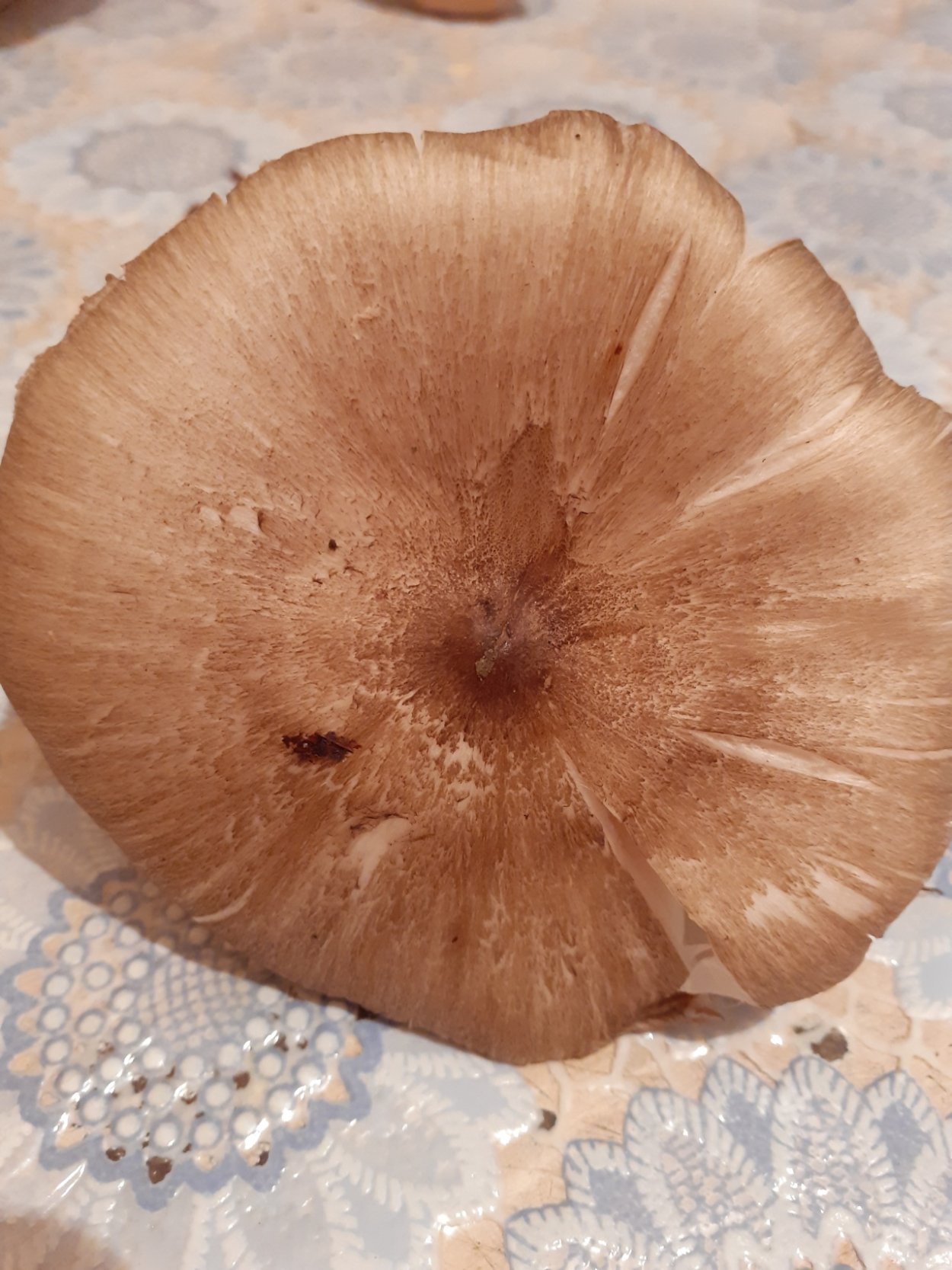 Коллибия широкопластинчатая