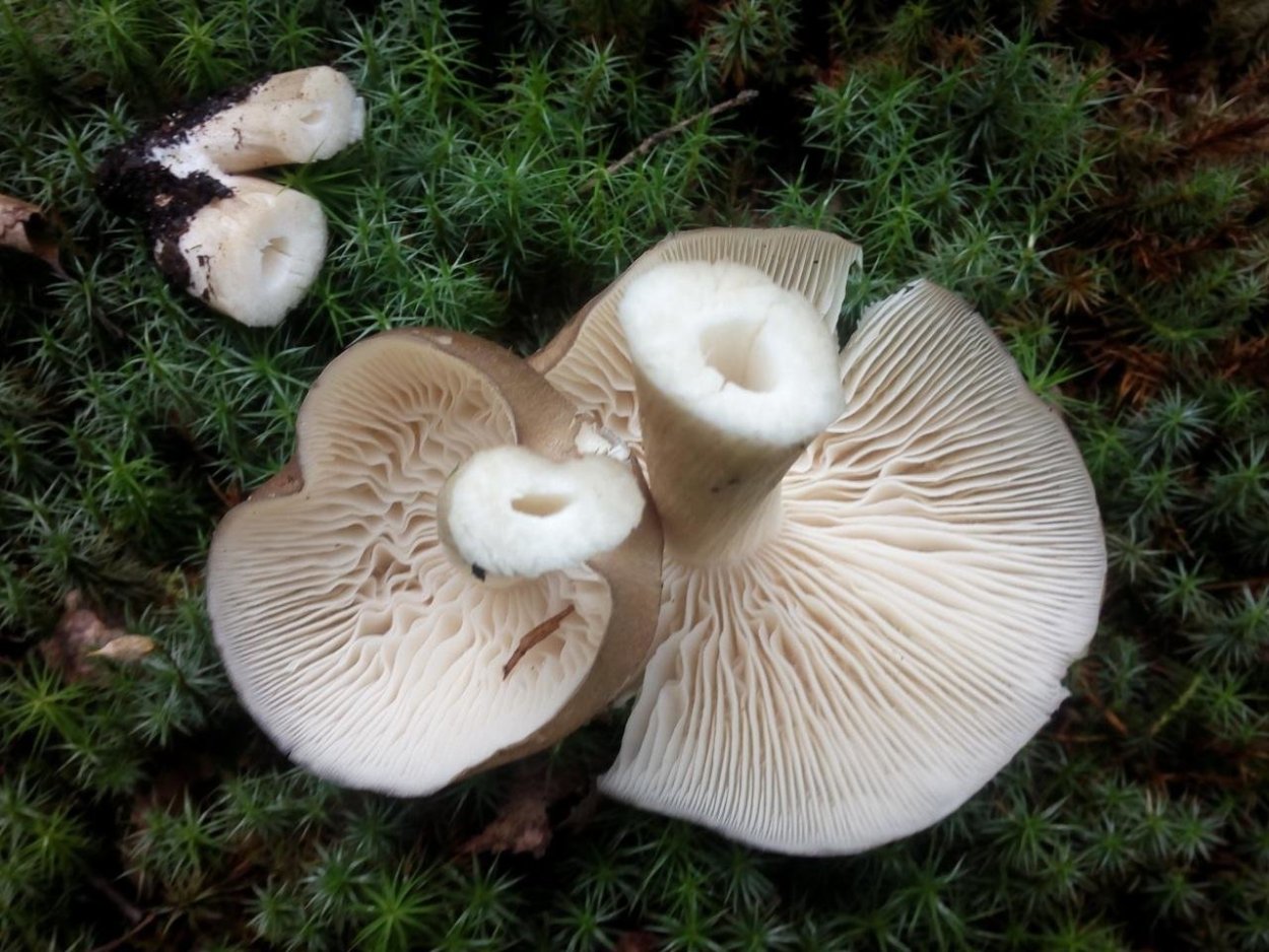 Мегаколлибия белая