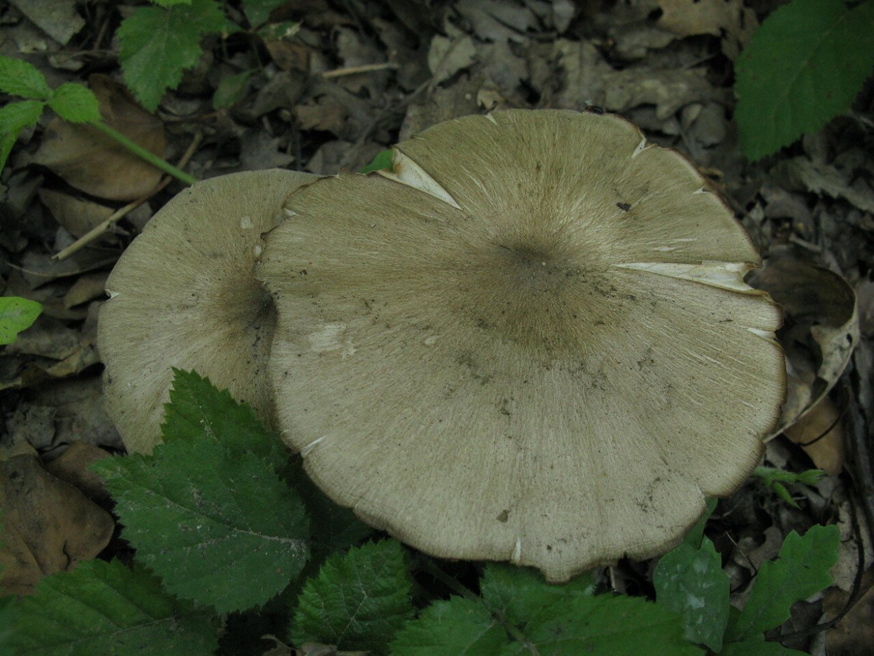 Коллибия пятнистая