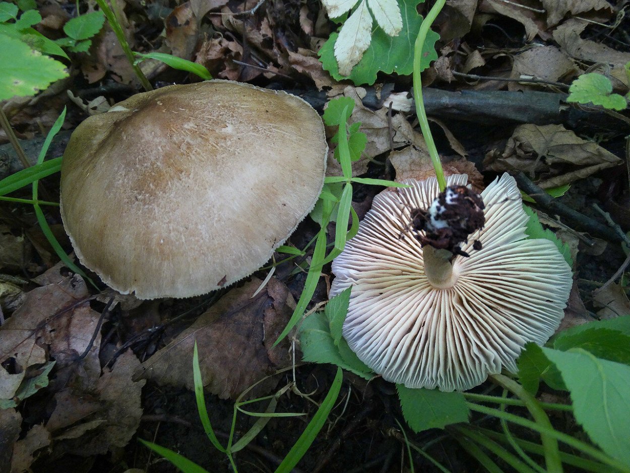 Мегаколлибия гриб