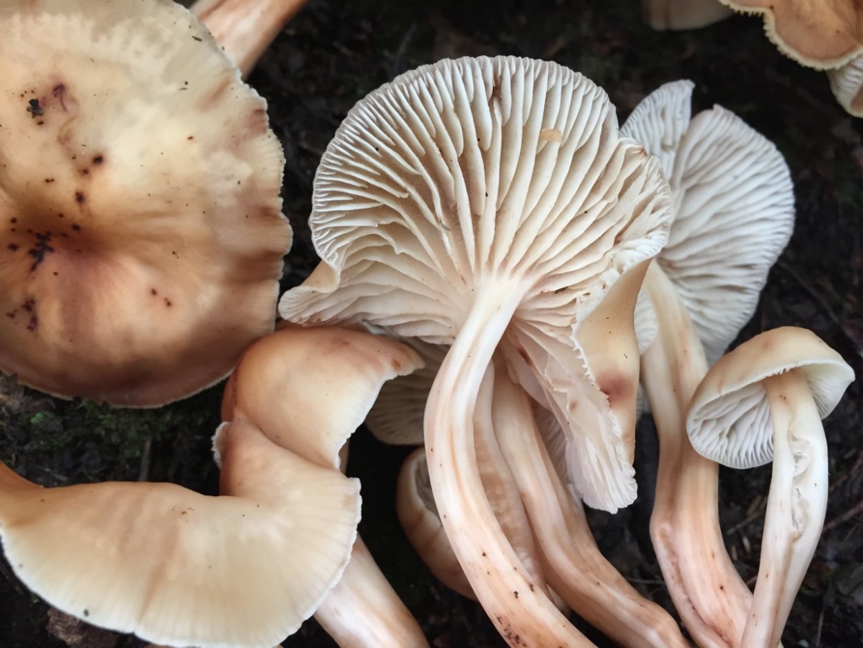 Коллибия широкопластинчатая