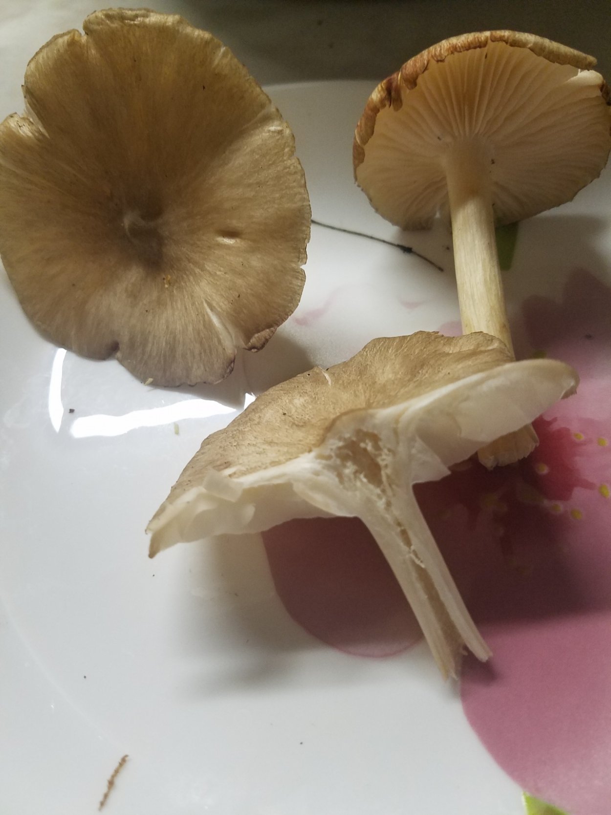 Коллибия лесолюбивая опёнок весенний