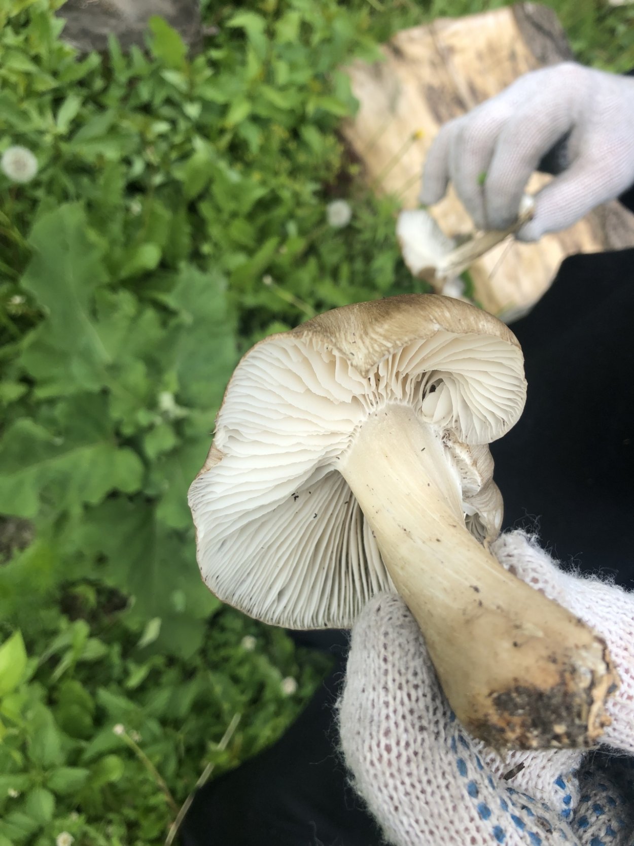 Мегаколлибия широкопластинчатая