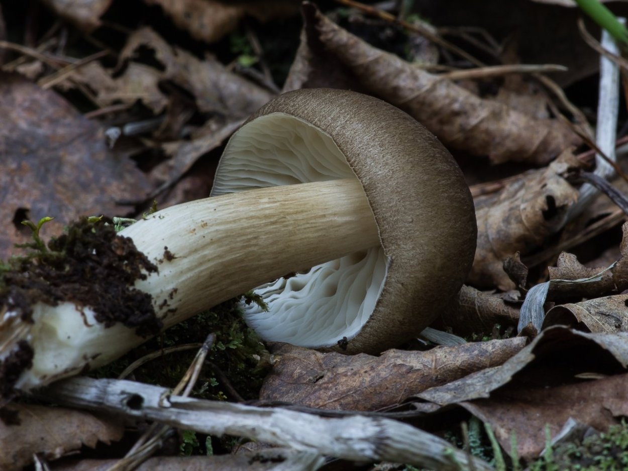Гриб похожий на свинушку только белый