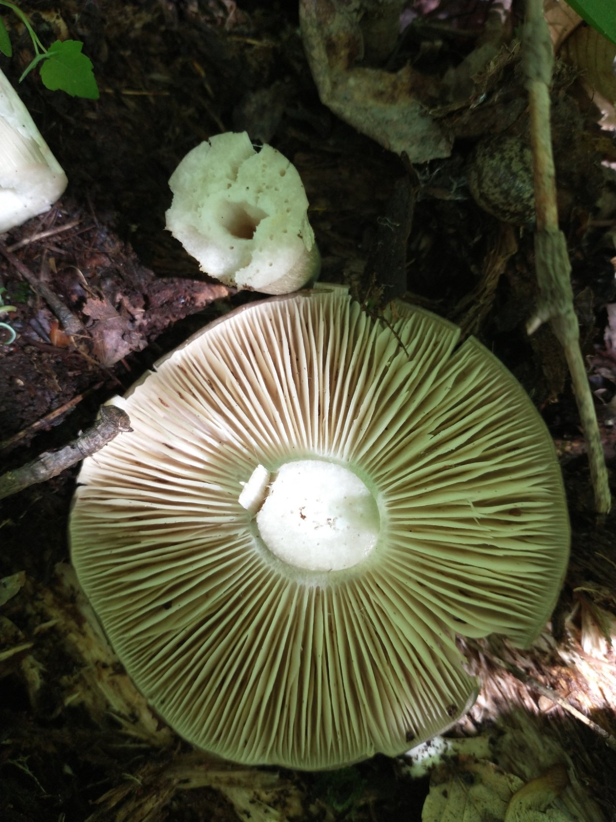 Меланолеука полосатоножковая гриб