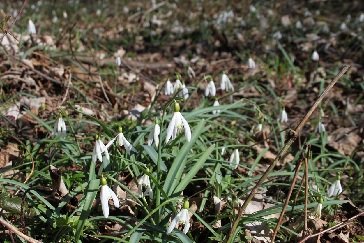 Подснежник белоснежный (Galanthus nivalis)