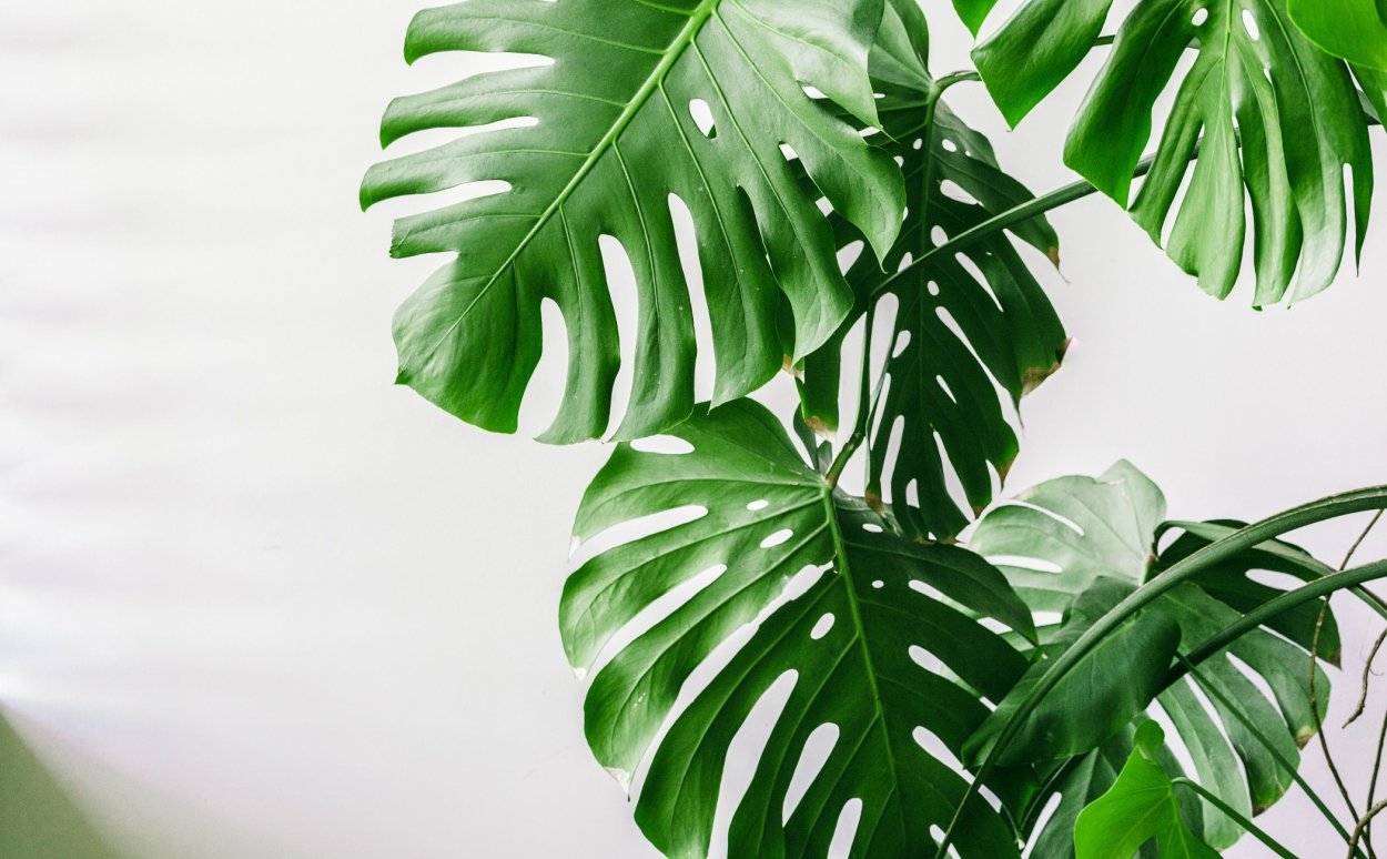 Монстера Фридрихшталя вариегатная