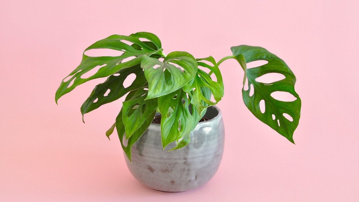 Лист монстеры по краям