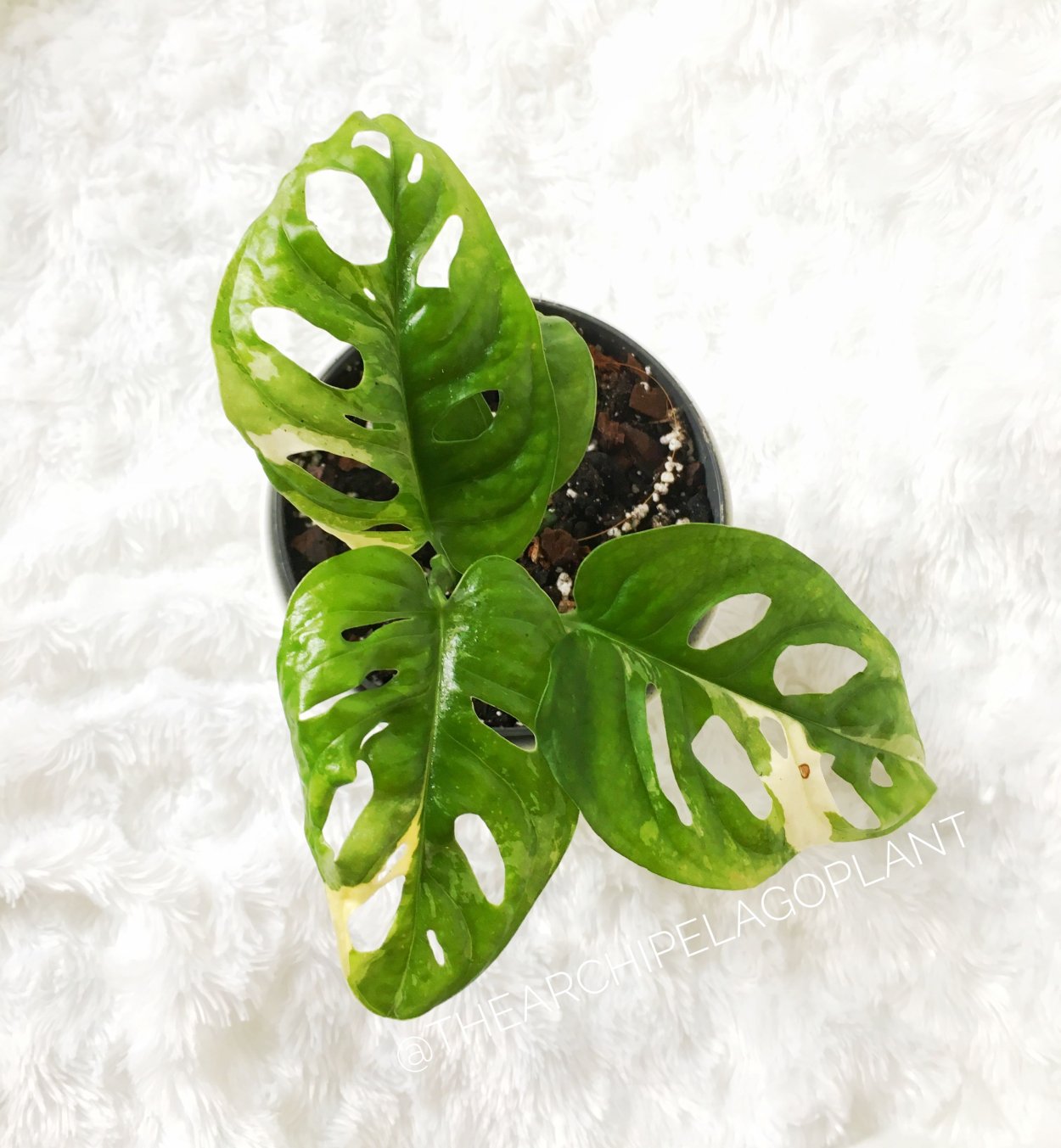 Монстера Адансона