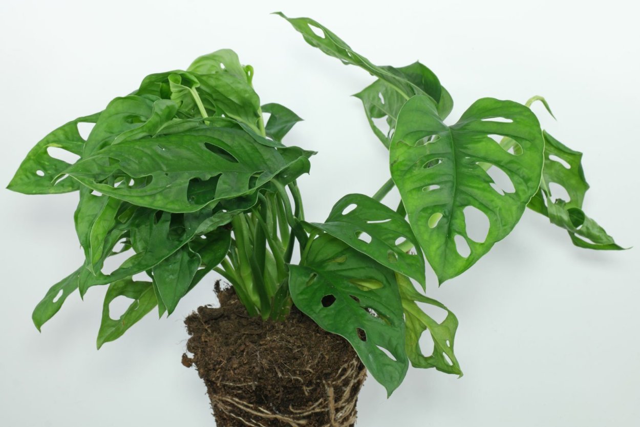 Monstera adansonii