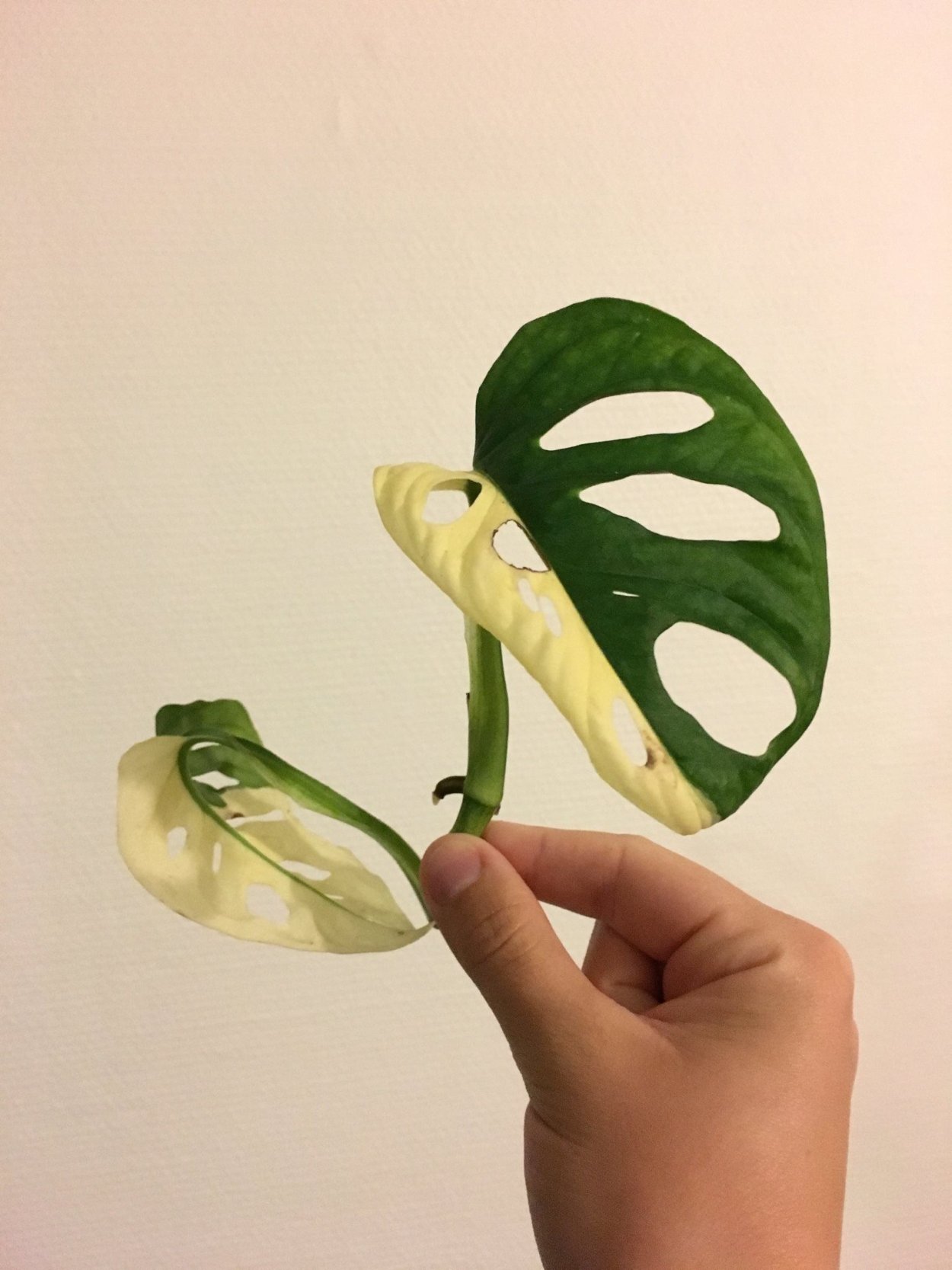 Монстера adansonii