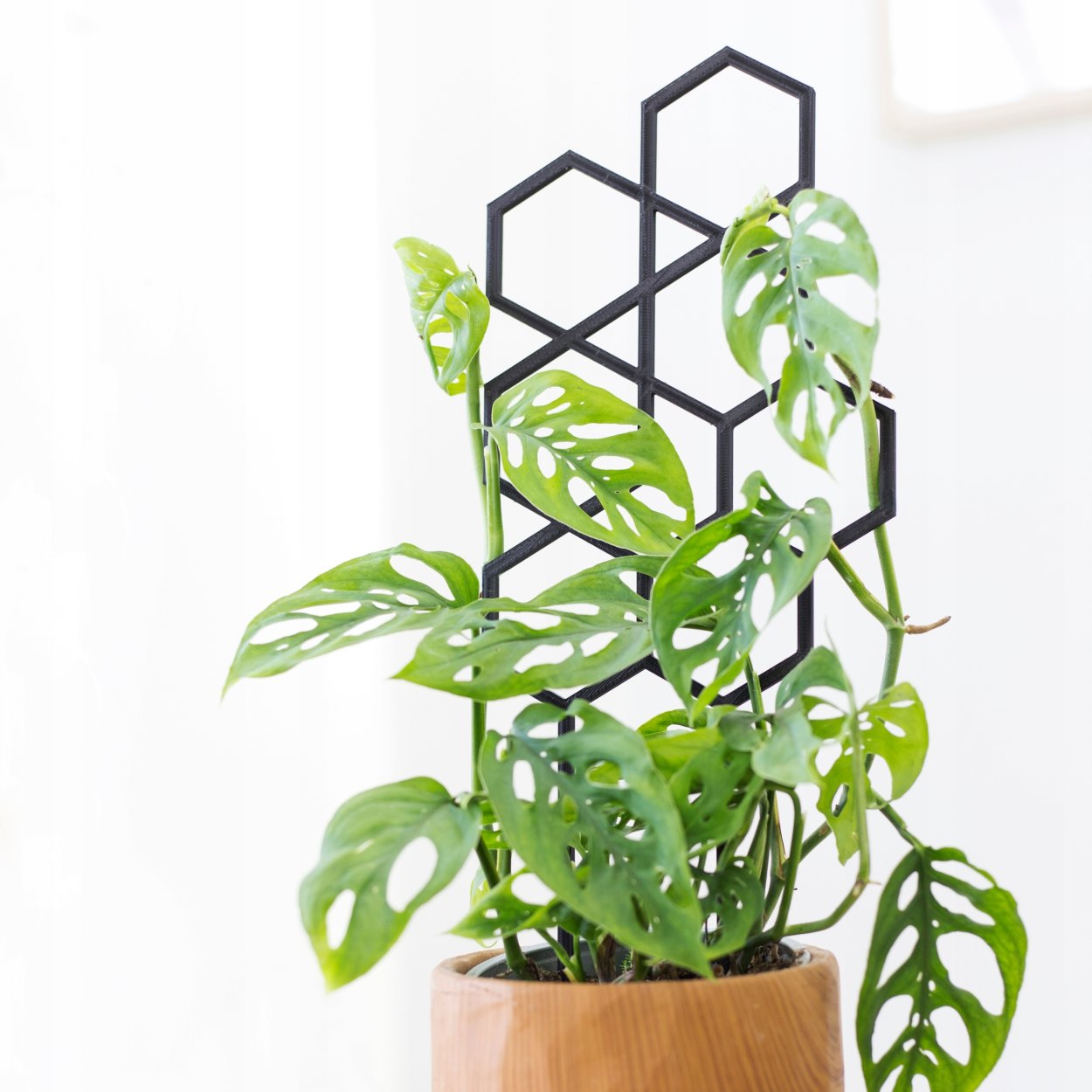 Монстера Адансона adansonii