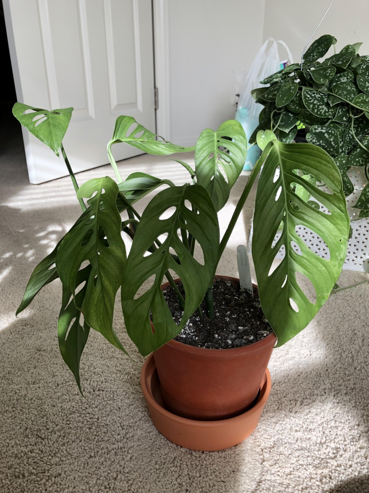 Монстера adansoni 12/35 61111