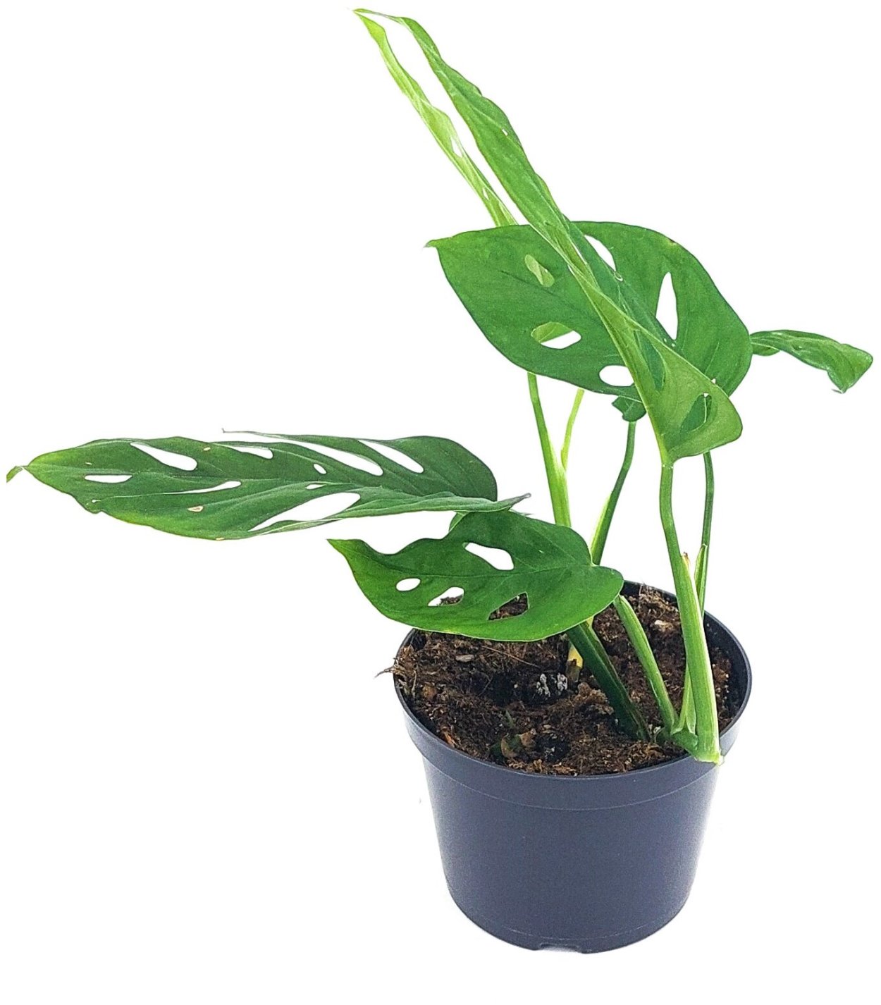 Монстера адансони