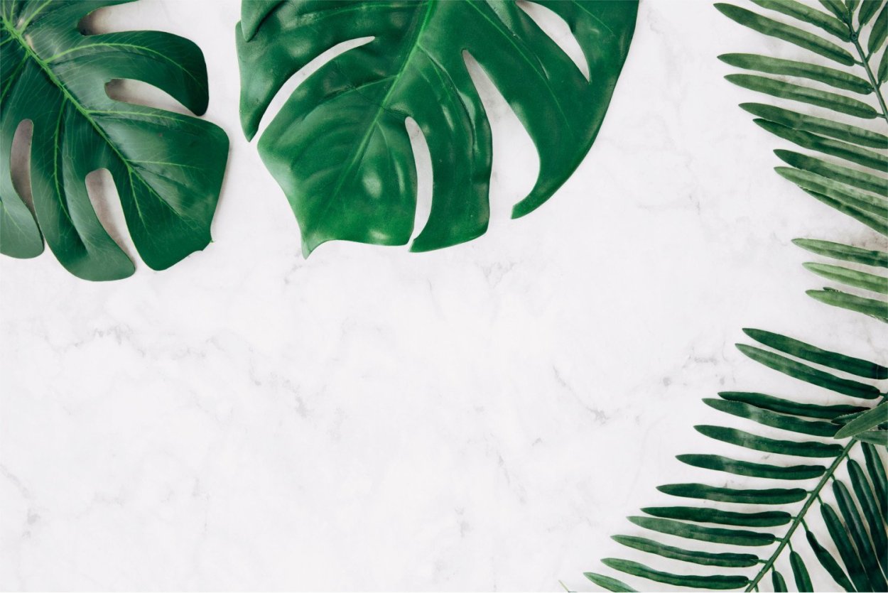 Monstera adansonii Schott