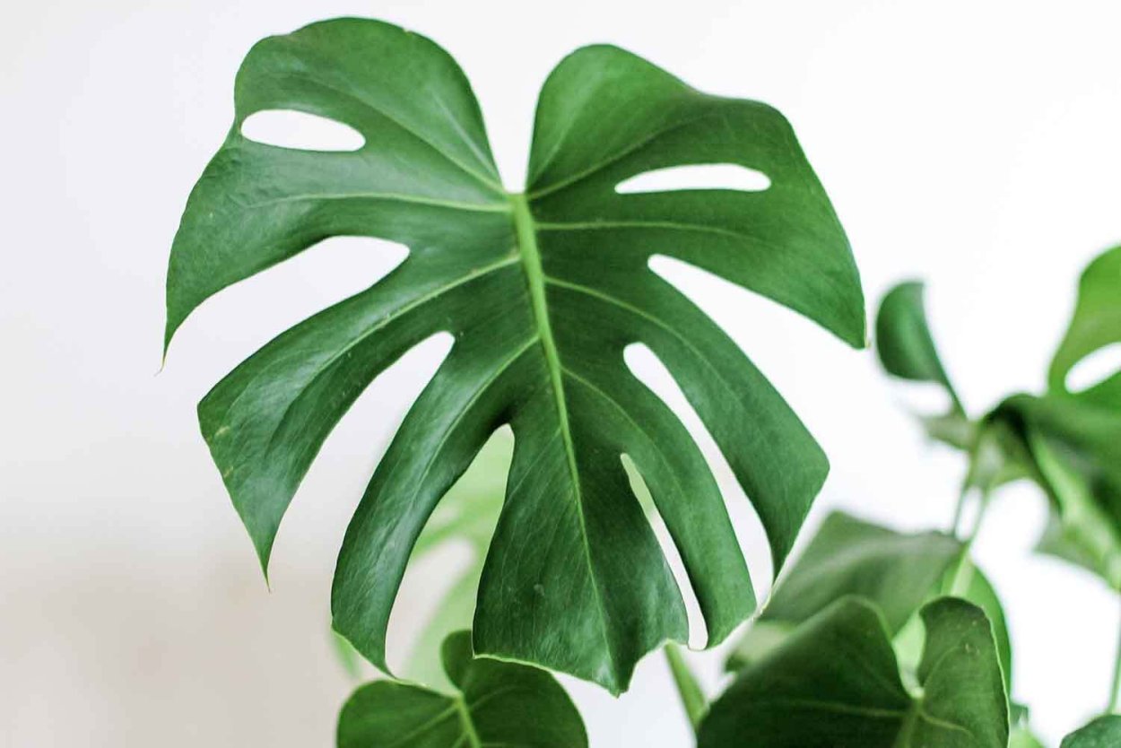 Monstera adansonii