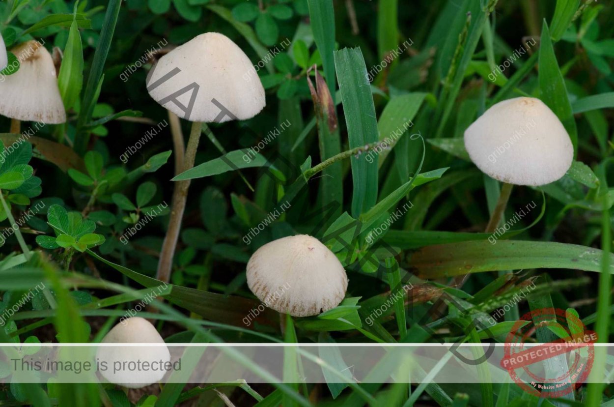 Коноцибе бархатистоножковая